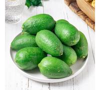 limoni, resistenti in vaso esterno decorazione biologico varietà 300semi