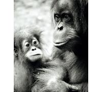Lined Notebook - Mama & Baby Orangutan - b/w photograph, 110 pages 7.5 x 9.25" :: The perfect journal for jotting down your thoughts, ideas, and inspiration