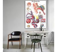 Ling88 Poster da Parete Anatomia Dell'Orecchio Umano Tabelle Anatomiche Poster Dettagli Canvas Poster Immagini da Parete per L'Educazione Medica Ufficio Home Decor Poster E Stampe - 50X70Cm