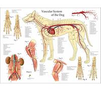 Ling88 Quadri Moderni,Wall Art Cane Vascolare Vasi Sanguigni Anatomia Veterinaria Grafico Art Silk Stampa Poster Fotografia Dipinti d'Arte Adesivi Murali Murales Poster - 40X60Cm