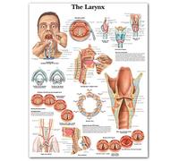 Ling88 Quadri,Poster,Laringe su Tela Immagini Wall Art Pittura Anatomia Stampe Moderna Modulare Istruzione Medica Poster Soggiorno,Decorazione Murale Clinica Ospedaliera-50X70Cm