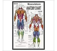 Ling88 Quadri,Poster,Ultima Versione Poster di Anatomia HD - Muscolare, Scheletrico, Digestivo, Circolatorio, Endocrino, Sistema Nervoso, Grafici Anatomici,Decorazione Clinica Ospedaliera-40X60Cm