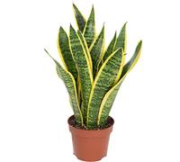 Lingua di suocera - pianta da interno facile da curare, Sansevieria trifasciata Laurentii - altezza ca. 35 cm, diametro del vaso 12 cm