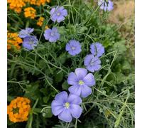 Lino blu - decorazione balconi Copertura perenne resistente giardino acquistare semi bonsái interni selvatici 55pz