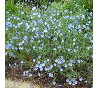 Lino blu - jardín jardín bonsái interni perenni resistenti Copertura perenne resistente semi linza semi selvatici 120pcs