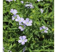 Lino blu - medicinali tagliati giardino bonsái di interni acquistare semi giardino selvatici decorazione linza 80pcs