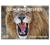 LION KING SELFIES Löwen hautnah (Wandkalender 2026 DIN A4 quer), CALVENDO Monatskalender: Die Fotografin Barbara Fraatz hat für Sie Ihre schönsten ... Fotojahreskalender-Planer zusammen gestellt.
