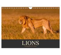 Lions - Photographies de la faune (Calendrier mural 2027 DIN A4 vertical), CALVE