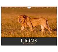 Lions - Photographies de la faune (Calendrier mural 2027 DIN A4 vertical), CALVENDO calendrier mensuel: Fascinants animaux sauvages d'Afrique