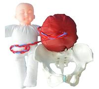 Lipfer Pelvis Femminile Pelvis Modello 1: 1 Mini Pelvis Femmina E Modello per Bambini Simulatore di Parto per Insegnamento del Modello Medico Medico Display