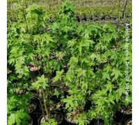 Liquidambar Styraciflua, 2 piante alte 60-80 cm, vaso 18