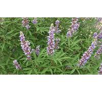 LIQUIRIZIA NR.3 SEMI