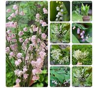 lirio delle valli riverdimento tetti balcone serra giardino perenni resistenti decorazione interni bulbi giardino precoce 5pcs