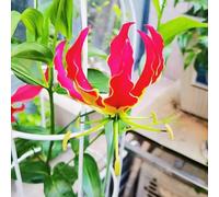 Lirio di fiamma decorazione di balconi resistenti all'aria aperta bulbi perenni resistenti all'inverno balcone Letto elevato per giardino interno 3pcs