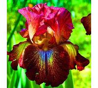 L'iris con radice rossa e rizomi è una bellissima e accattivante iris perenne fiorita-15 PCS