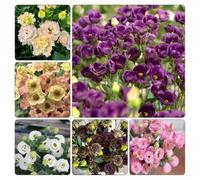 lisianthus balcone semi di decorazioni giardino esterni 900pcs