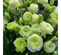 lisianthus giardino balcone esotiche raro tappezzanti in vaso 450semi