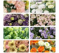 lisianthus giardino dei semi di giardino riverdimento tetti resistenti acquistando semi 600pcs