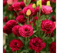 lisianthus Riverdimento di tetti, giardino semi biologici semi selvatici selvatici balcone giardino del balcone Copertura perenne resistente 1050pcs