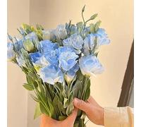 lisianthus selvaggio di balcone esterno Reverdecimiento di tetti, giardino semi perenni resistenti semi balcone lisianthus 125pcs