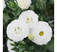 lisianthus serre balcone semi selvatici, semina autunno Eustoma decorazione selvatici balcone giardino riverdimento tetti reali 150pcs