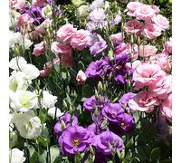 lisianthus silvestre decorativo esterno Cobertura perenne resistente lisianthus semi di silvestre decorazione di balcone semi 850pcs