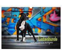 Listenhunde - mehr als nur eine Kategorie (Wandkalender 2026 DIN A3 quer), CALVENDO Monatskalender: Wundervolle Hunde zu unrecht verurteilt!