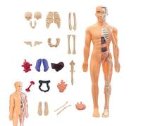 lisutupode Modello anatomico del corpo umano 3D | Modello anatomico del busto umano, strumento educativo per bambini dai 6 anni in su, studenti, adulti, educatori scientifici, studenti, studenti a