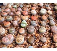 Lithops mix di specie 10 seedssucculent pietre cactus viventi