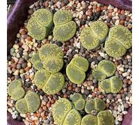 lithopssemi estivi per primaverili Aiuole rialzate giardino tetti verdi semi decorazione 100pcs