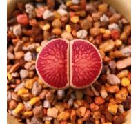 lithopssemi giardino tetti verdi Aiuole rialzate giardino estivi per balcone resistenti balcone d'appartamento esotiche semi di 300pcs