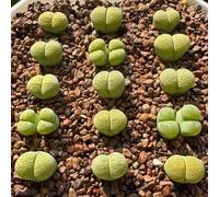 lithopssemi per semi di per vaso d'appartamento esotiche decorazione giardino tetti verdi Aiuole rialzate il giardino ufficio 100pcs