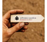 Lithraea caustica SEEDS - - SEMI Albero del veleno cileno | Litre