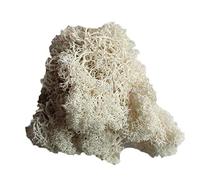 little finger Moss, pianta Artificiale conservata Fiore Renna, Muschio Fai da Te, Decorazione per Giardino e casa, Bianco, 1#
