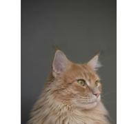 Little Stories Cat Journal | Ideal for All Age Group | SimpleDairy | Cute and Aesthetic