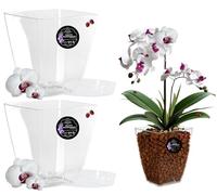 LiveLaif® -2 vaso orchidea trasparente rettangolare 14 x 14 x 15 cm + piatto | vaso trasparente orchidea | fori drenaggio, effetto vetro, vaso per orchidee, realizzato in Spagna-vari modelli (2,Rett)