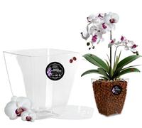 LiveLaif® - Vaso orchidea trasparente rettangolare 14 x 14 x 15 cm + piatto | vaso trasparente orchidea | fori drenaggio, effetto vetro, vaso per orchidee, realizzato in Spagna-vari modelli (1, rett)