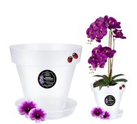 LiveLaif® Vaso per Orchidee Trasparente Traslucido con Piatto - Contenitore Traslucido in Plastica per Orchidee - Con Fori di Drenaggio e Aerazione delle Radici - Misure a Scelta (1, 21)