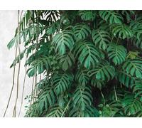 Livingwalls Carta da parati con foglie di palma, verde, grigio, 382411