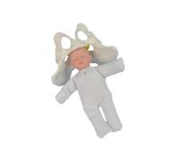 LIXSAZSE Modello professionale del bacino femminile Comprensione diretta del parto Dimostrazione del modello medico professionale