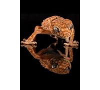 Lizard - Animals Of The World - Checkered Notebook: Animals grid notebook for children, teenagers and adults for drawing, counting and writing (black ... 110 pages, grid, 6x9), (Animals of the Word)