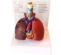 LJXiioo Modello anatomico del polmone della Gola del Cuore della laringe - Modello di Anatomia Umana - Modello didattico di Studio dell'aula di scienze mediche