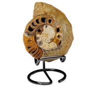 LKYLVEE Ammonite Naturale Esemplare Ammonite fossile Conchiglia Esemplare da Collezione Home Decor Regali Ornamento,Marrone,9cm