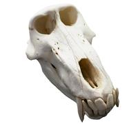 LKYLVEE Bianca,23cm, Modello di Cranio di Anatomia di babbuino - Modello di Cranio di Scimpanzé - per Il Disegno di Cranio Educazione Medica, Decorazione, Schizzi di Studenti d'Arte