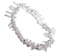 LKYLVEE Cane Spine Scheletro Osso Modello Anatomico Canino Animale Scheletro Osso Decorazione per Display Lab Insegnare Veterinario,Bianca,36cm