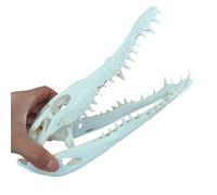 LKYLVEE Esemplare di Cranio di Coccodrillo - Osso del Cranio di Coccodrillo Reaplica - Forniture per tassidermia per l'educazione scientifica, Decorazioni,Bianca,25cm