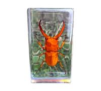 LKYLVEE Esemplari di Cervo Volante Reale Fermacarte Raccolta di esemplari di Insetti Naturali in Resina per Bambini Vari Conservati in Resina Campioni di Classe di scienze,A,3inch