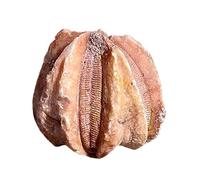 LKYLVEE Fossile Marino Antico Naturale - Fossile di Hailai - per Pietra Grezza Campione di educazione alle scienze geologiche,Flesh,2cm