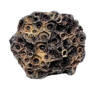 LKYLVEE Fossile Marino Antico Naturale - Vero fossile di Corallo - per Collezioni e didattica,Marrone,6cm