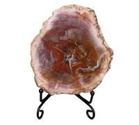LKYLVEE Fossili Naturali di Alberi antichi - Fette fossili di Alberi in Legno silicizzato - per Collezioni di fossili e scopi educativi,Marrone,12cm